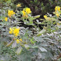 Crotalaria quinquefolia L.